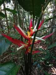 Heliconia angusta