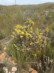 Aspalathus shawii shawii