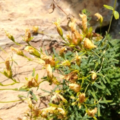 Hypericum coris