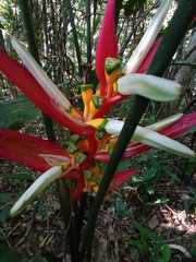 Heliconia angusta