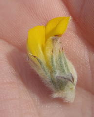 Aspalathus shawii shawii