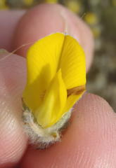 Aspalathus shawii shawii