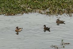 Amazonetta brasiliensis