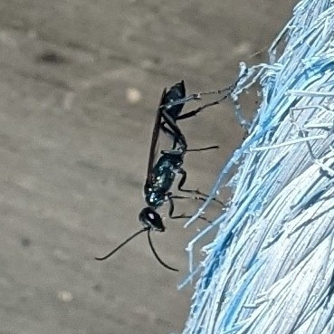 Zimmerman's Mud-dauber Wasp photo 4