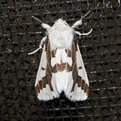 Euerythra phasma