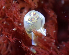 Cystiscidae