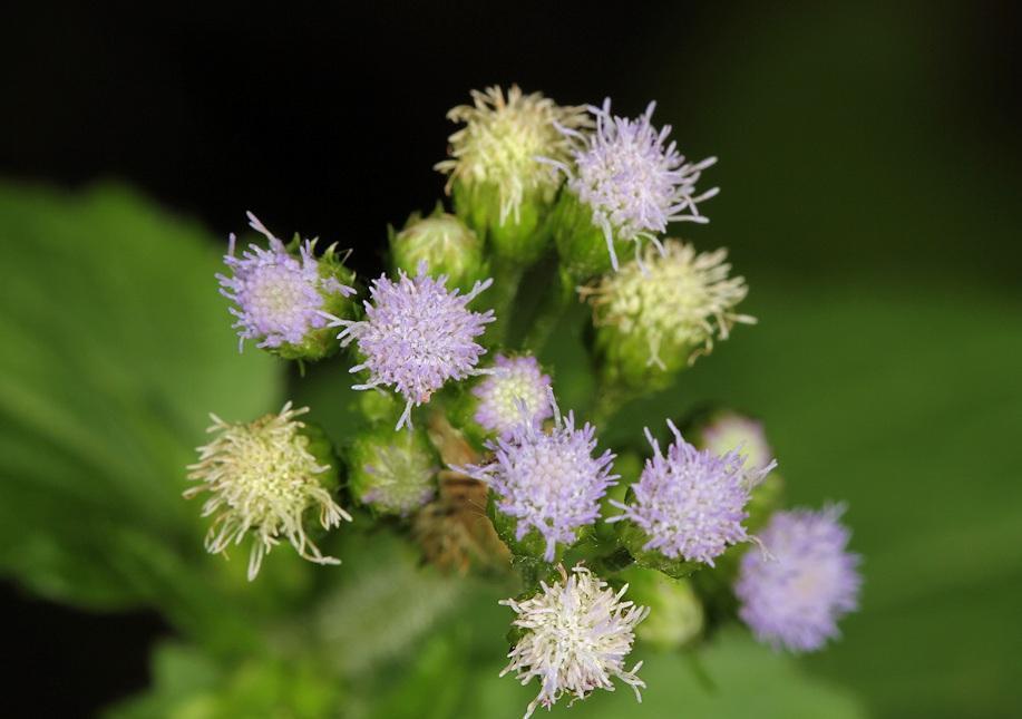 Herbe à bouc (Ageratum conyzoides) — photo 3