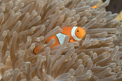 Amphiprion percula