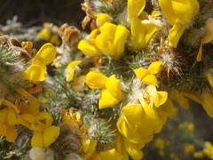 Aspalathus shawii shawii