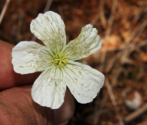 Monsonia glauca