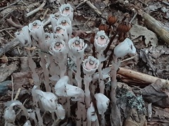 Monotropa