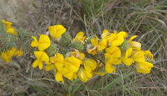 Aspalathus shawii shawii