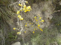 Aspalathus shawii shawii