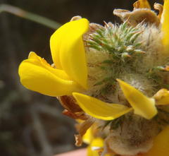 Aspalathus shawii shawii