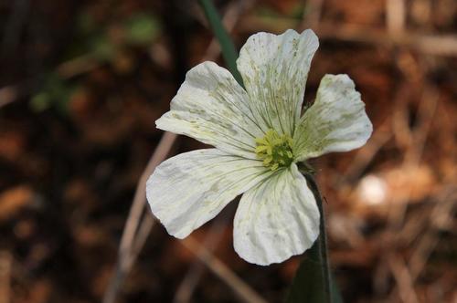 Monsonia glauca