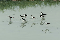 Himantopus mexicanus