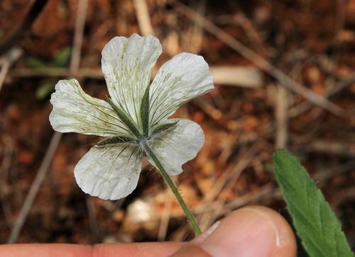 Monsonia glauca