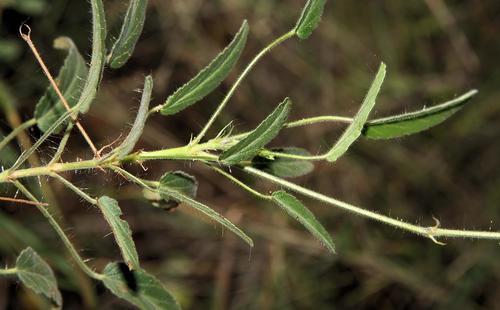 Monsonia glauca
