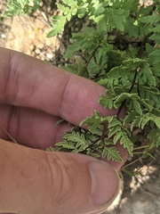 Myriopteris wrightii