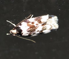 Barea confusella