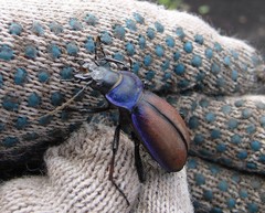 Carabus schoenherri