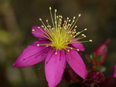 Calytrix brevifolia