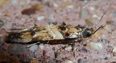 Stilbosis tesquella