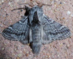 Tolype glenwoodii