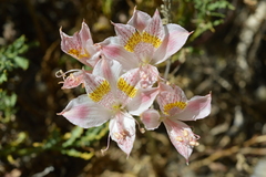 Alstroemeria pallida