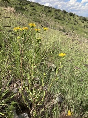 Grindelia arizonica