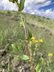 Grindelia arizonica