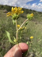 Grindelia arizonica