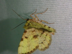 Macaria sulphurea