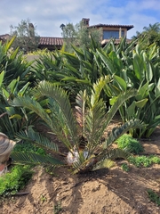 Encephalartos lehmannii