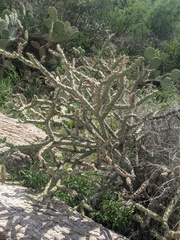 Cylindropuntia thurberi