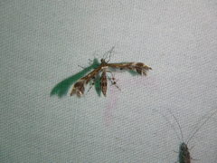 Dejongia lobidactylus