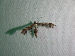 Dejongia lobidactylus