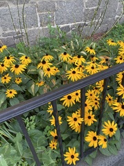 Rudbeckia