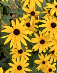 Rudbeckia
