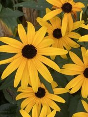 Rudbeckia