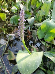 Pontederia cordata