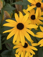 Rudbeckia