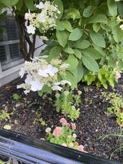 Hydrangea