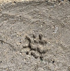 Didelphis virginiana