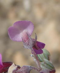 Indigofera sp19a