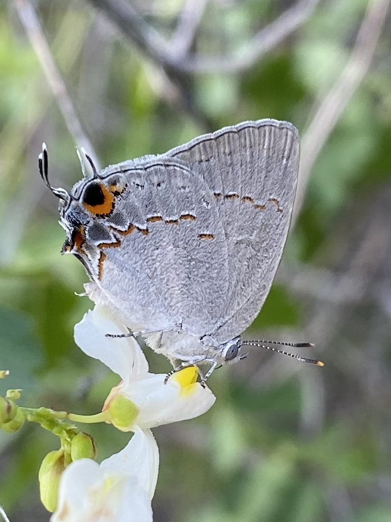 Sonoran Hairstreak