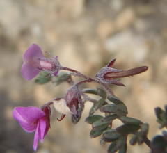 Indigofera sp19a