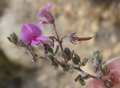 Indigofera sp19a