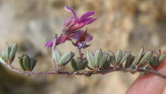 Indigofera sp19a