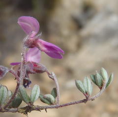 Indigofera sp19a
